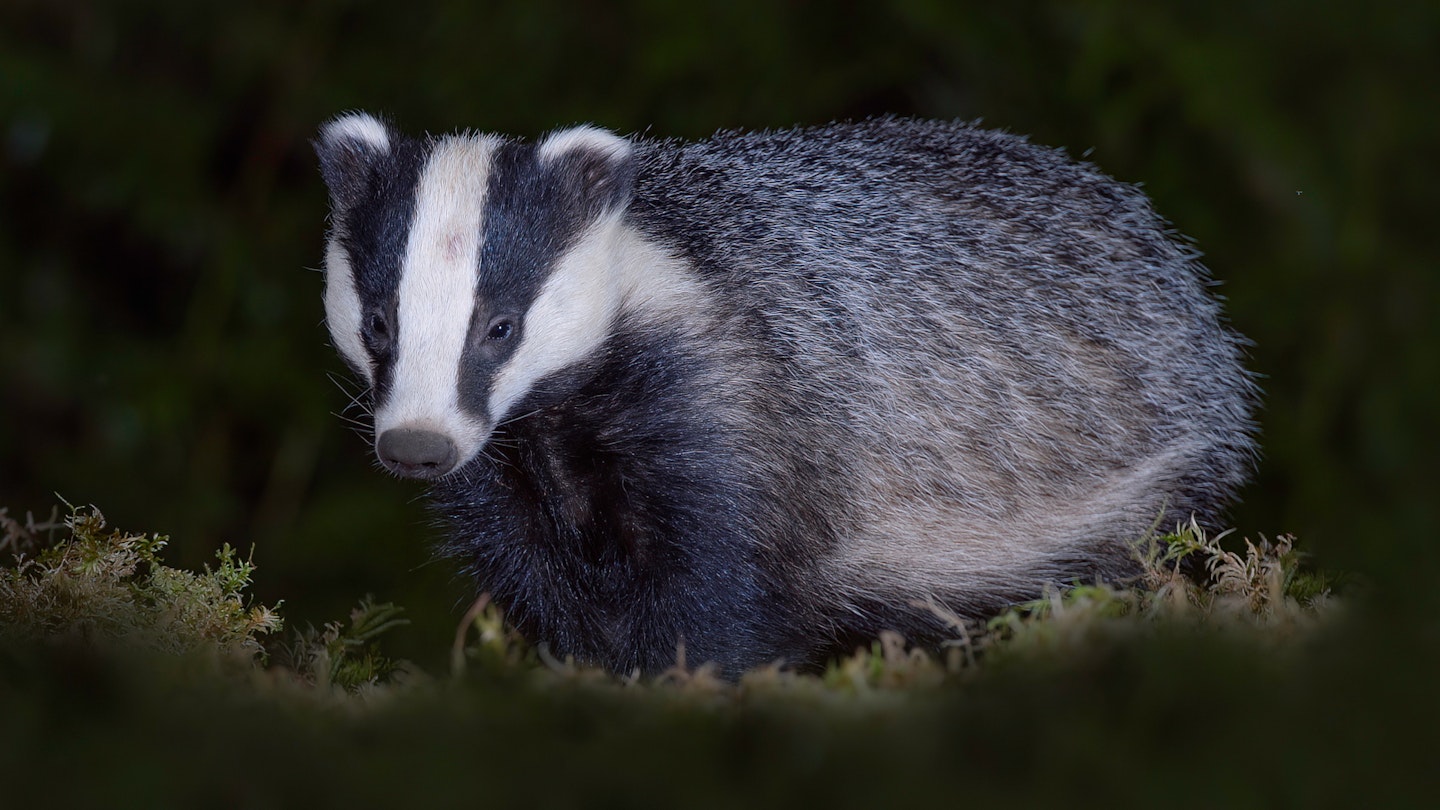 European badger