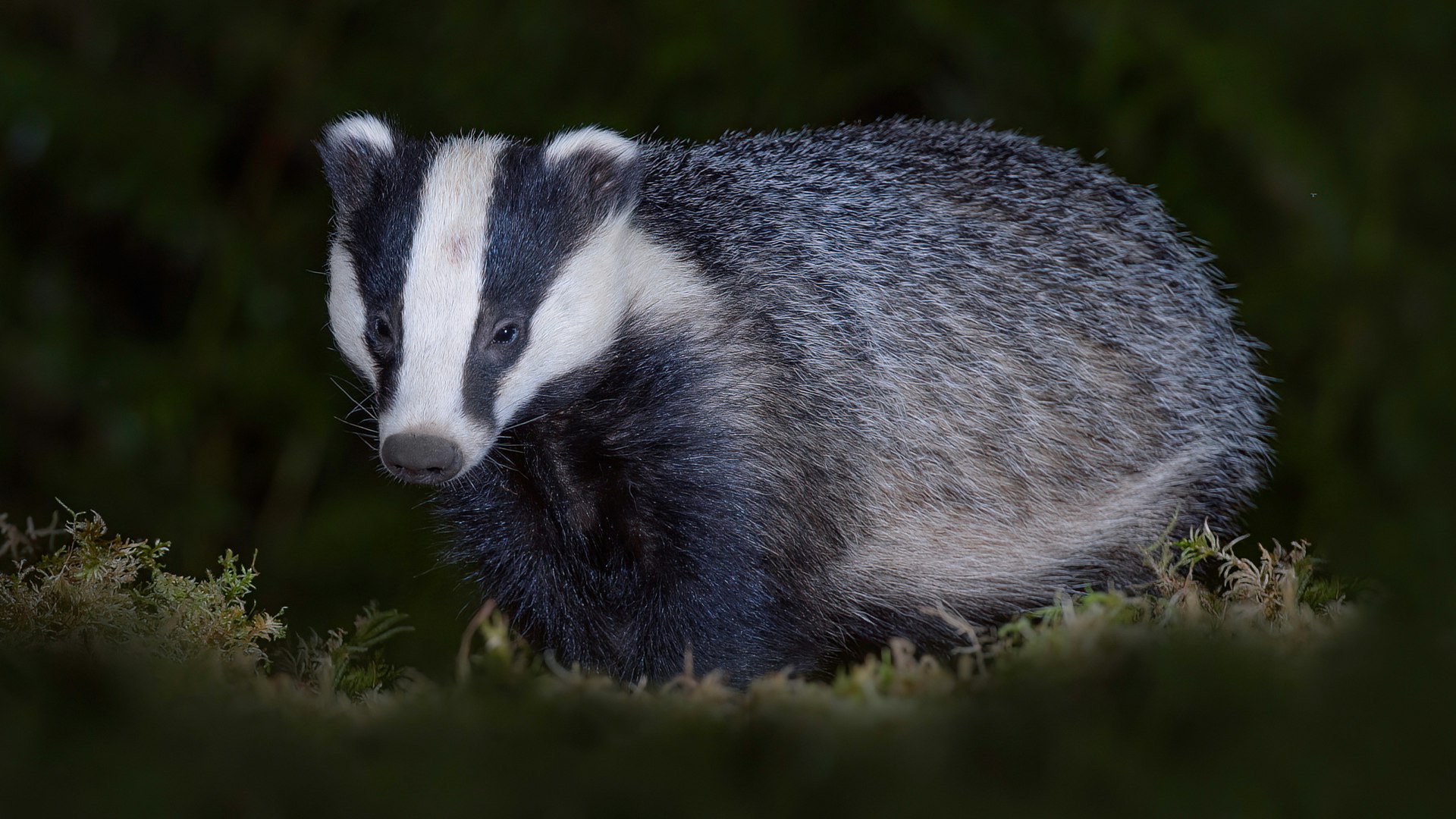 European badger