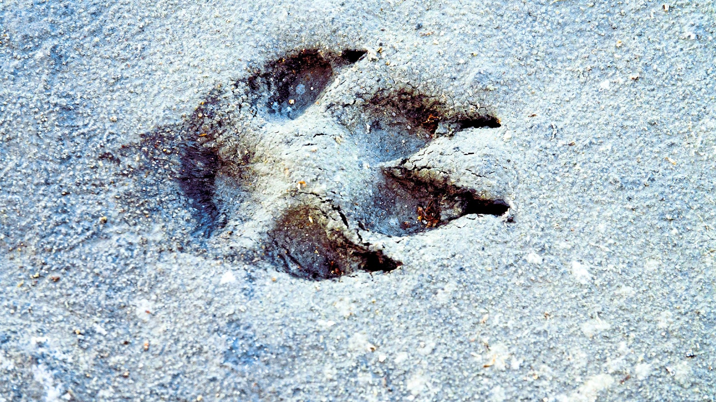 Fox footprint