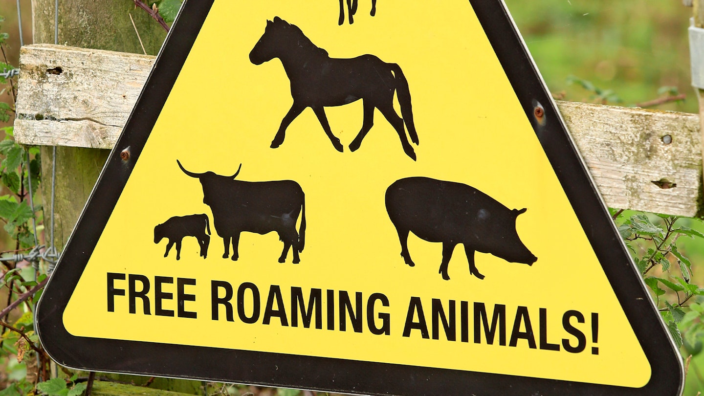 Free roaming animals sign