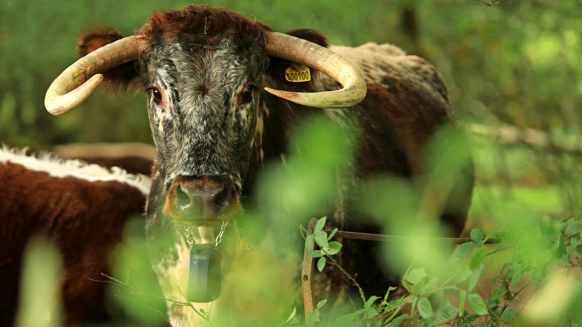 Long Horned Cattle West Sussex Knepp