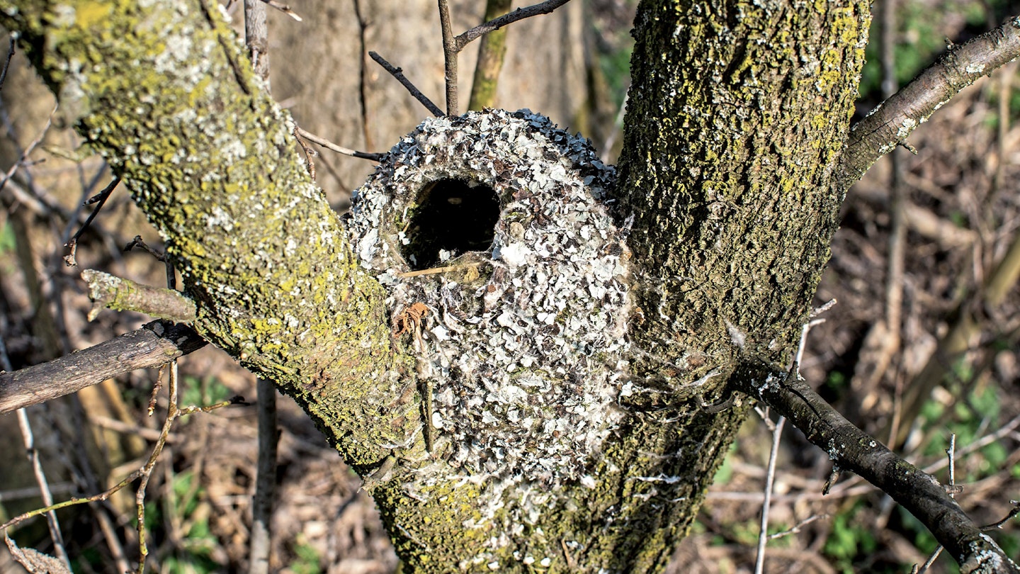 Nest