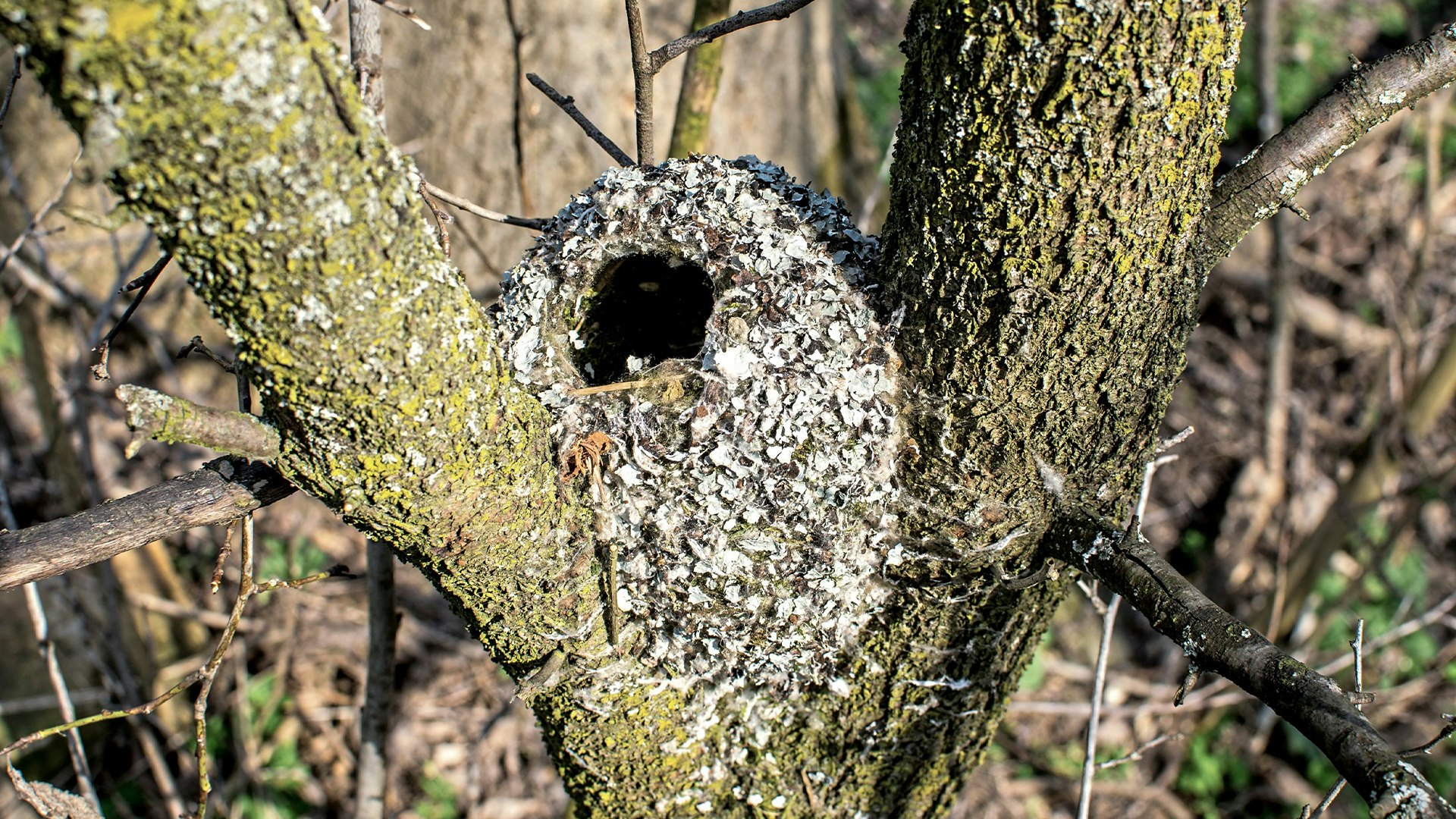 Nest