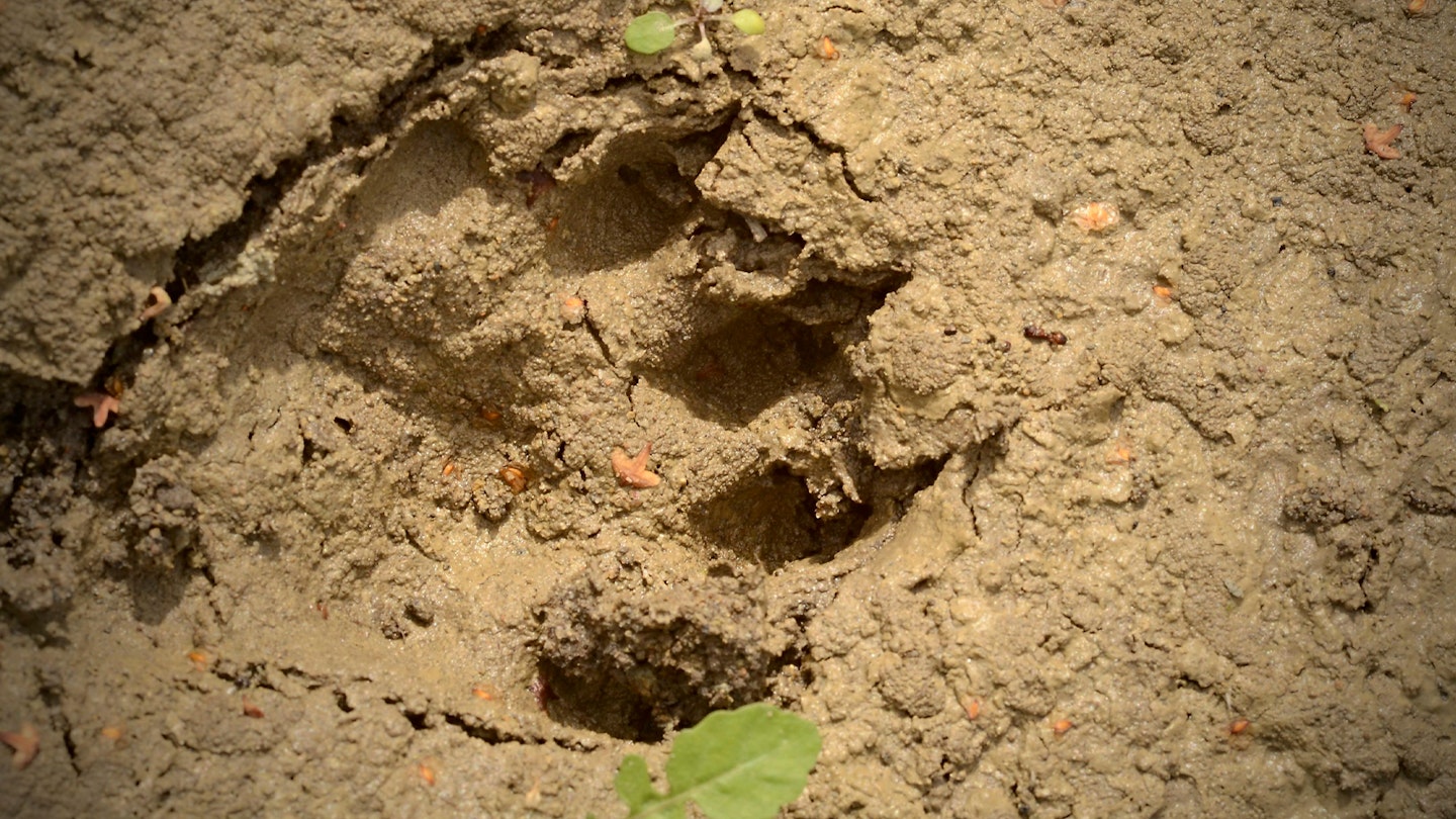 Otter footprint