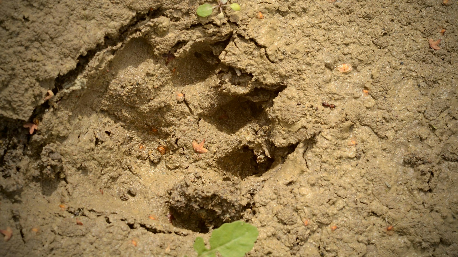 Otter footprint