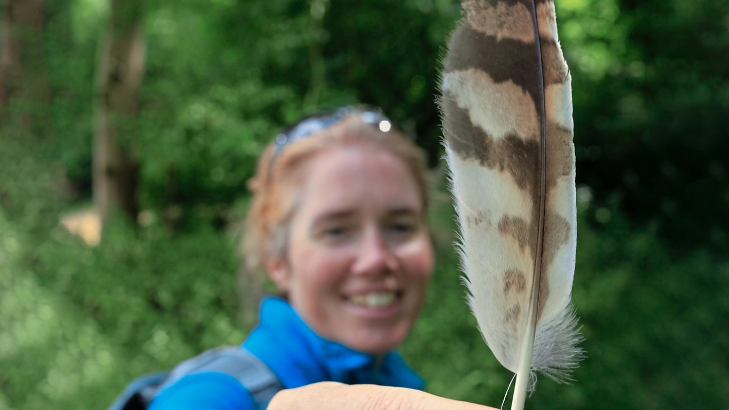 Owl feather