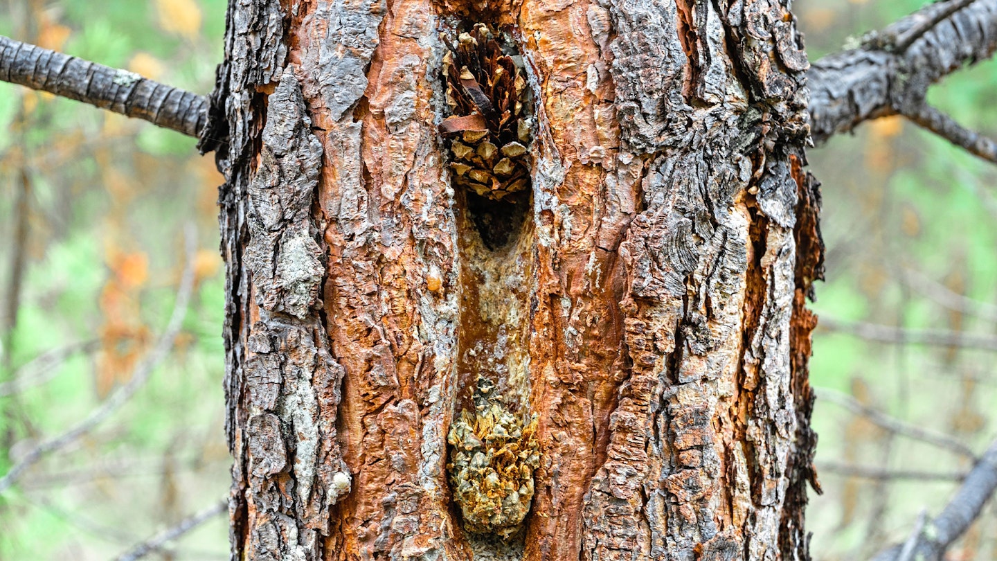 Tree bark and pinecones