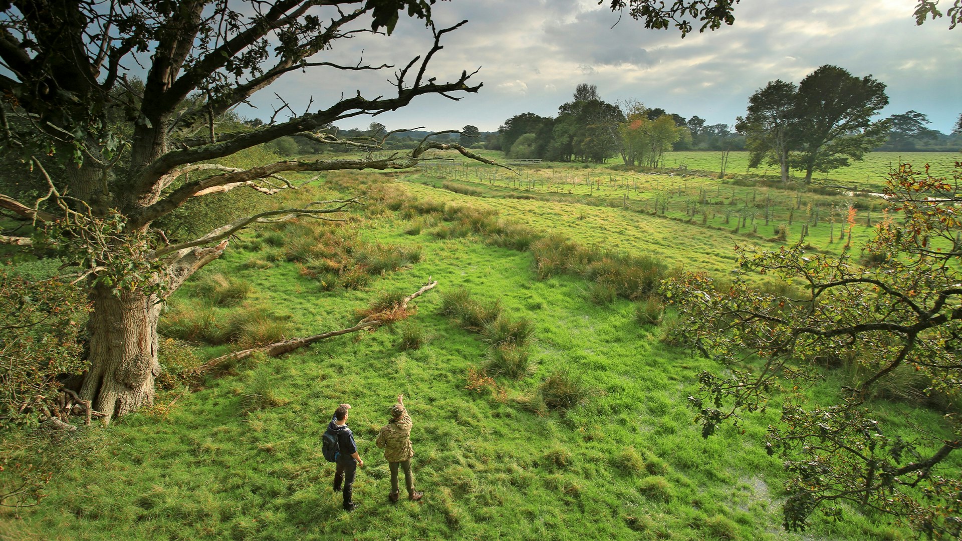 View from tree platform