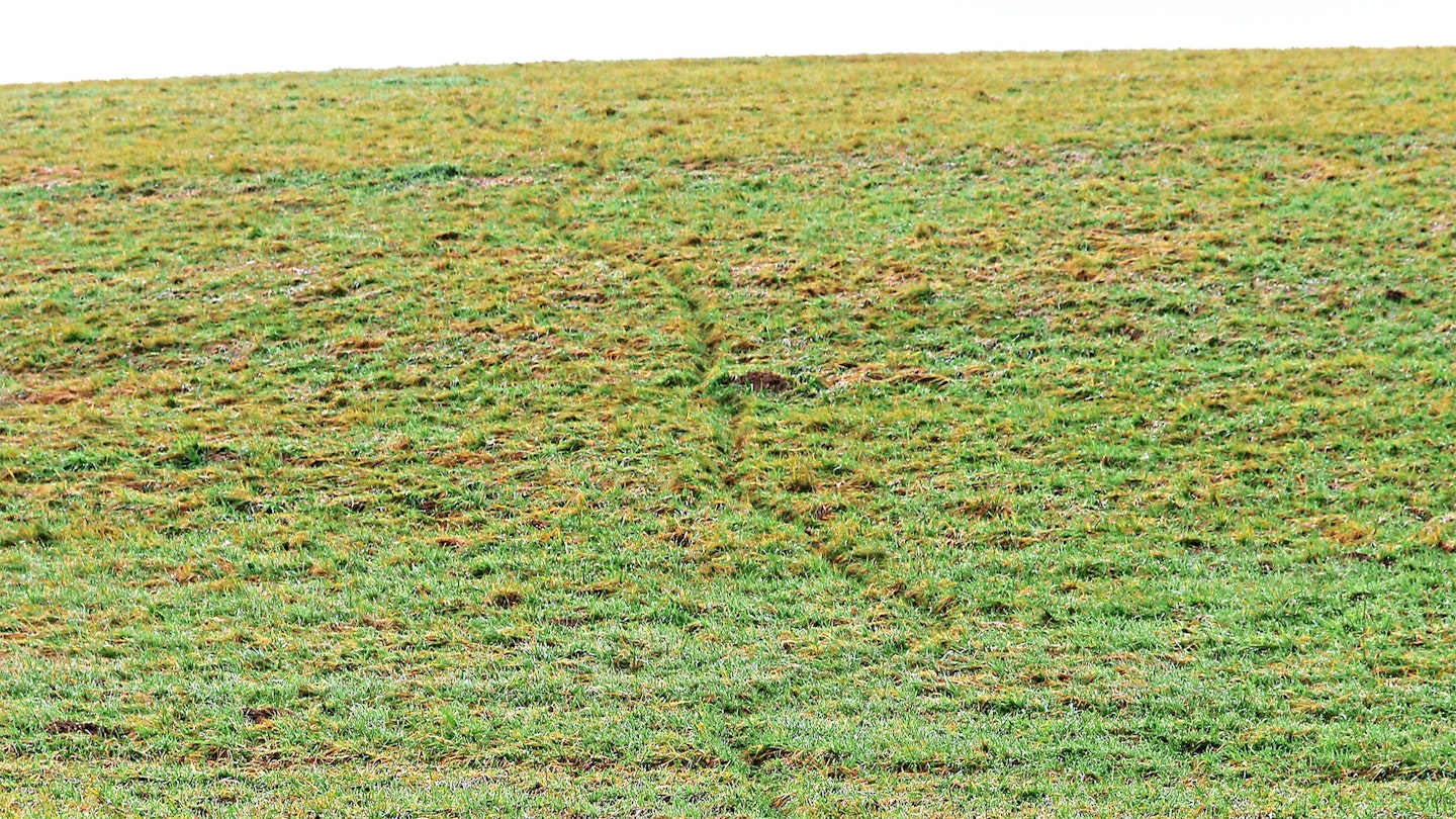 Animal tracks in grass
