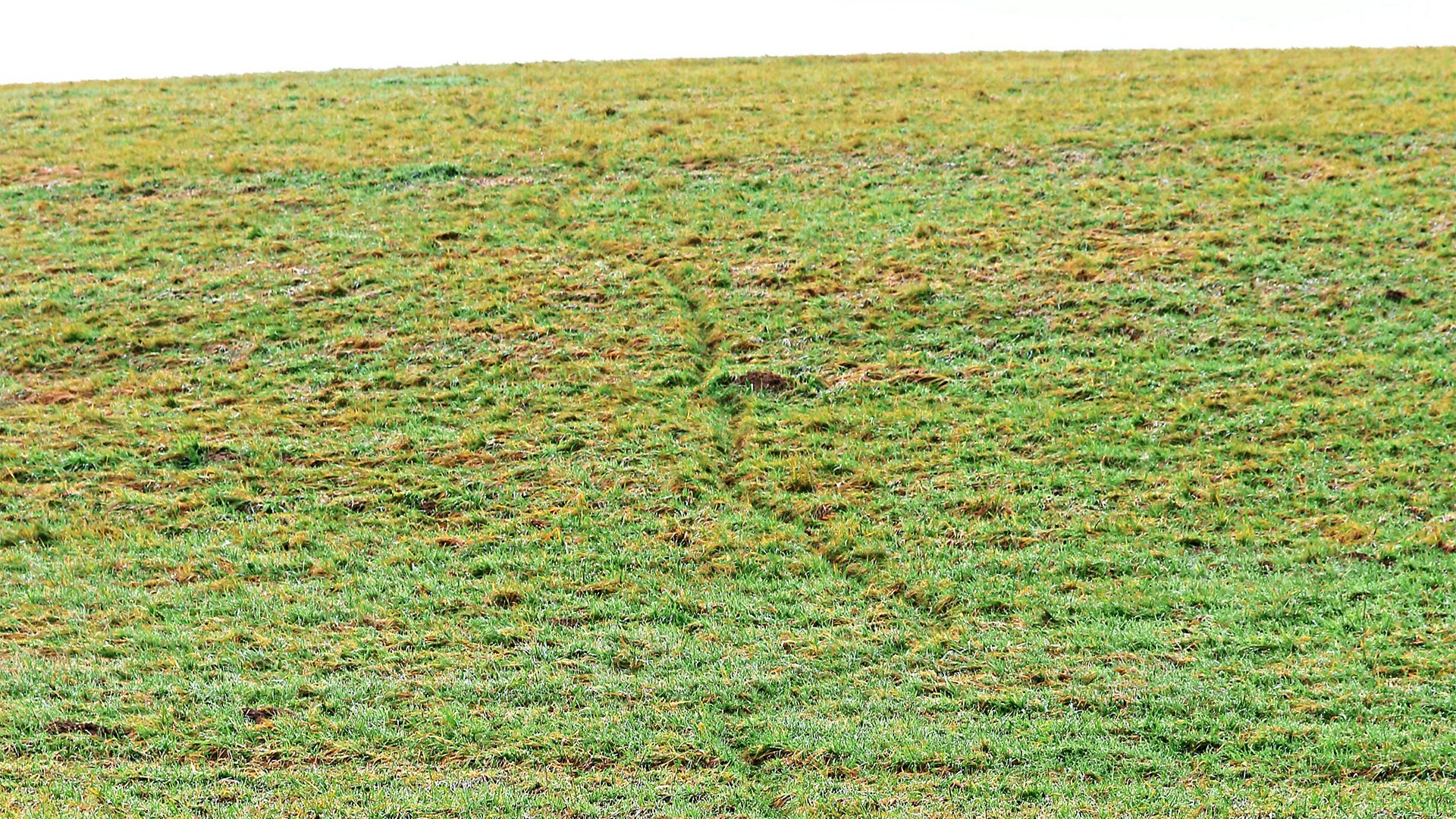 Animal tracks in grass
