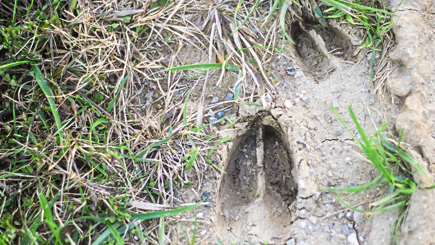 Deer prints in mud
