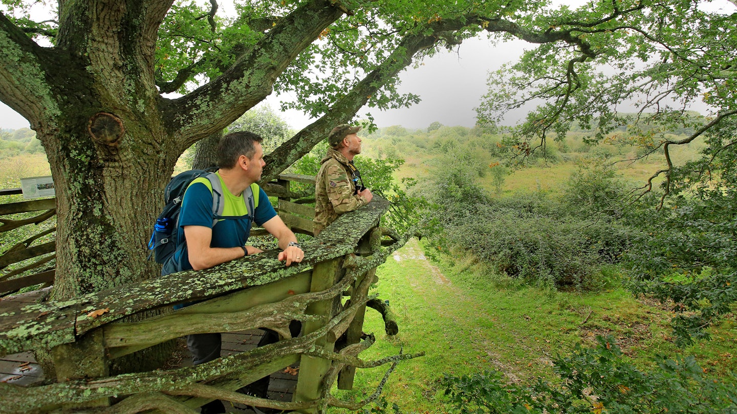 looking out from the oak tree platform
