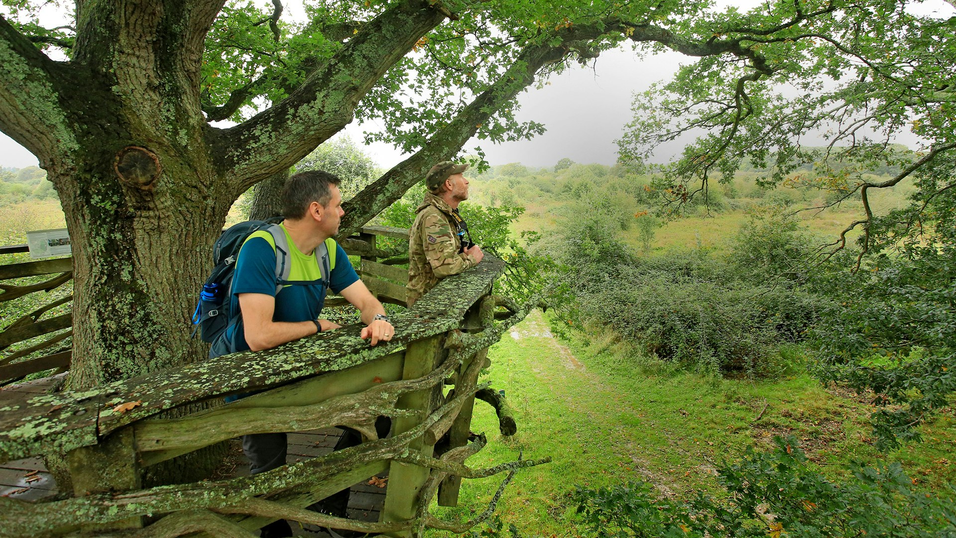 looking out from the oak tree platform
