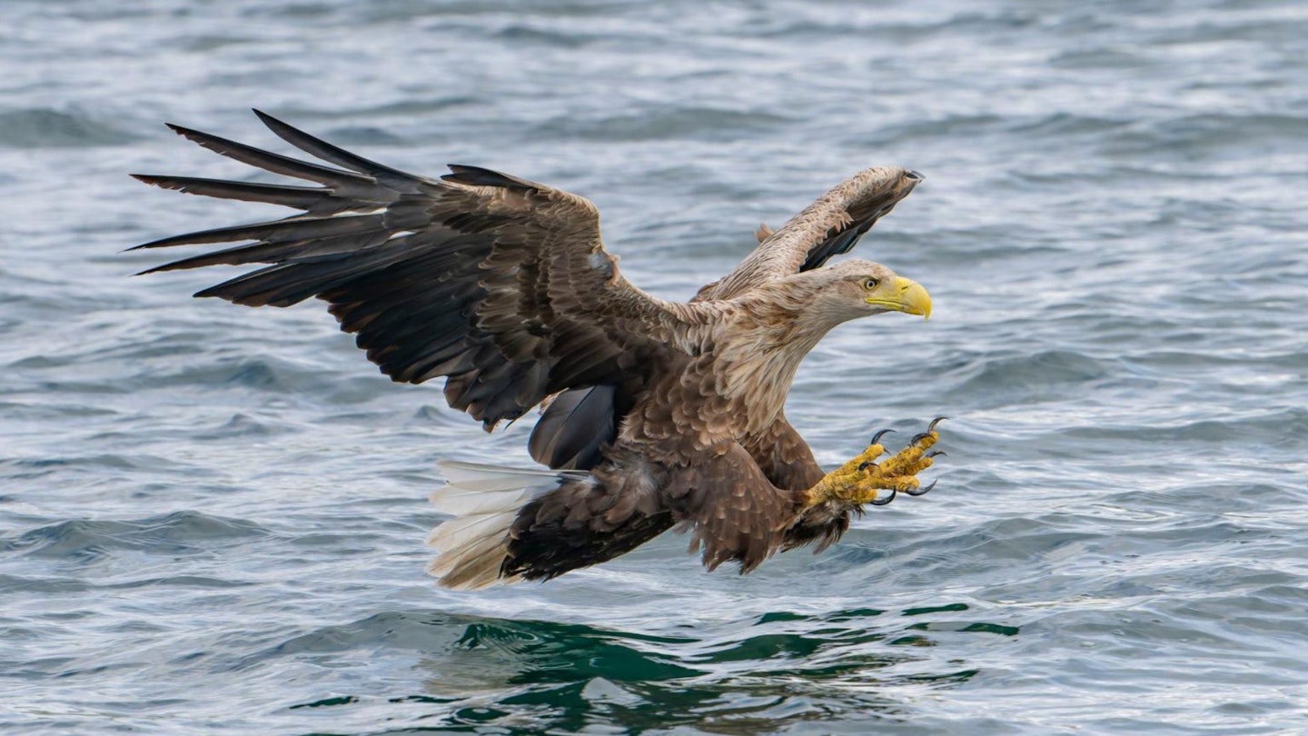 White-tailed eagle in flight over a Scottish loch