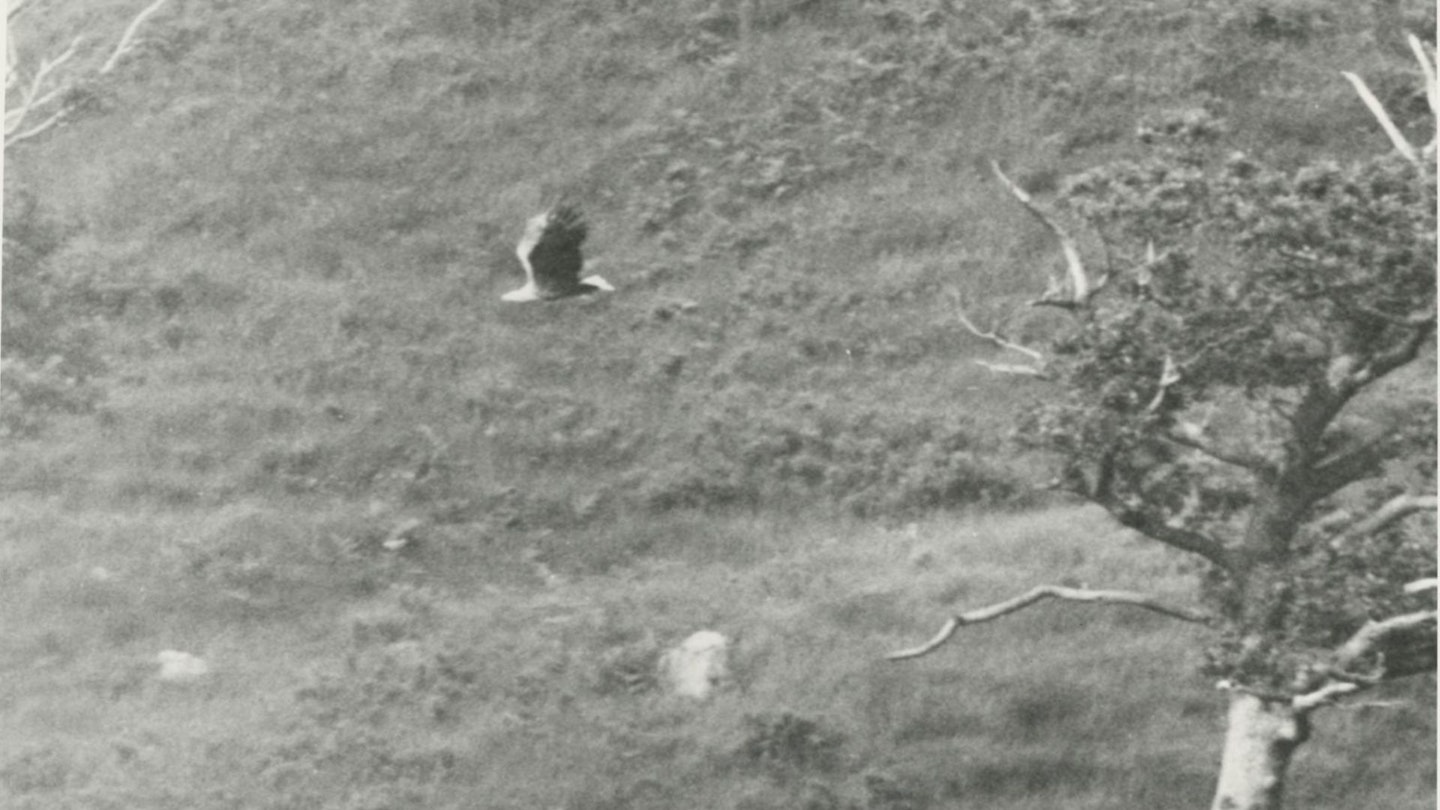 White tailed sea eagle Haliaeetus albicilla, adult female in flight, Isle of Mull, Scotland, 1985