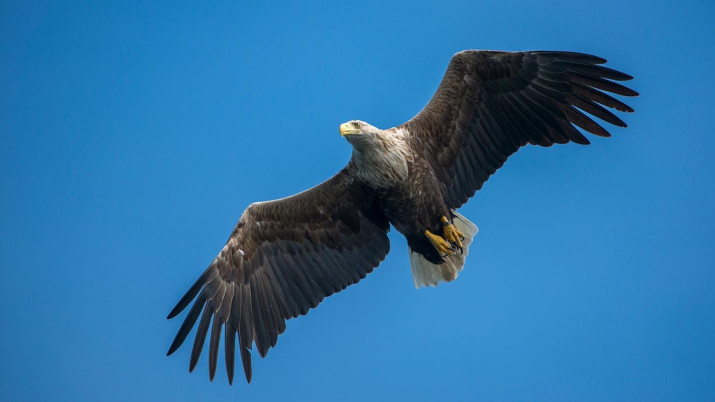 White tailed sea eagle Haliaeetus albicilla, adult in flight