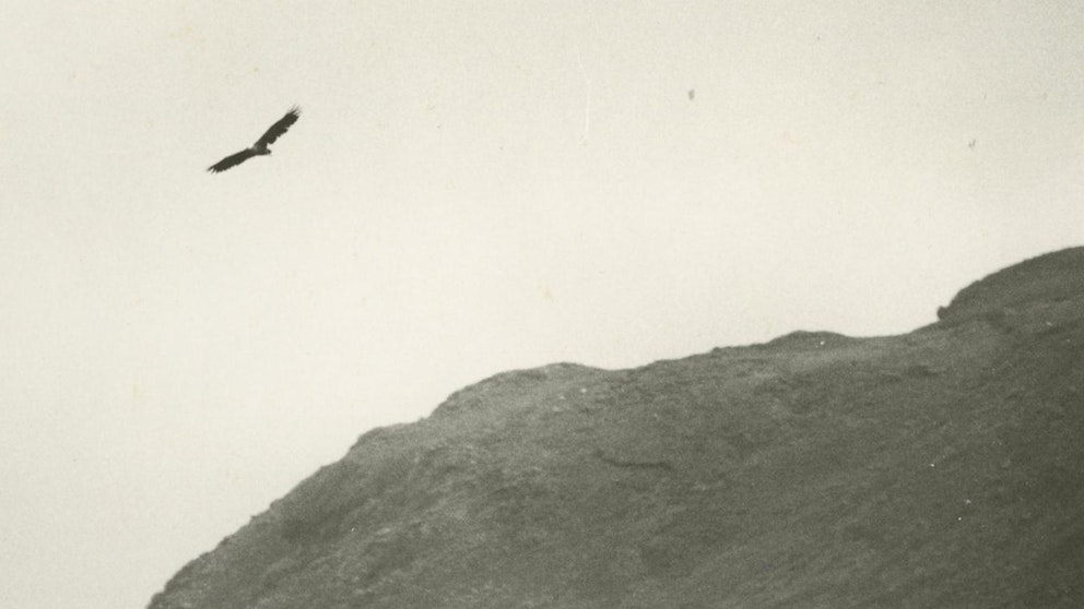 how-white-tailed-eagles-returned-to-scotland-50-years-on