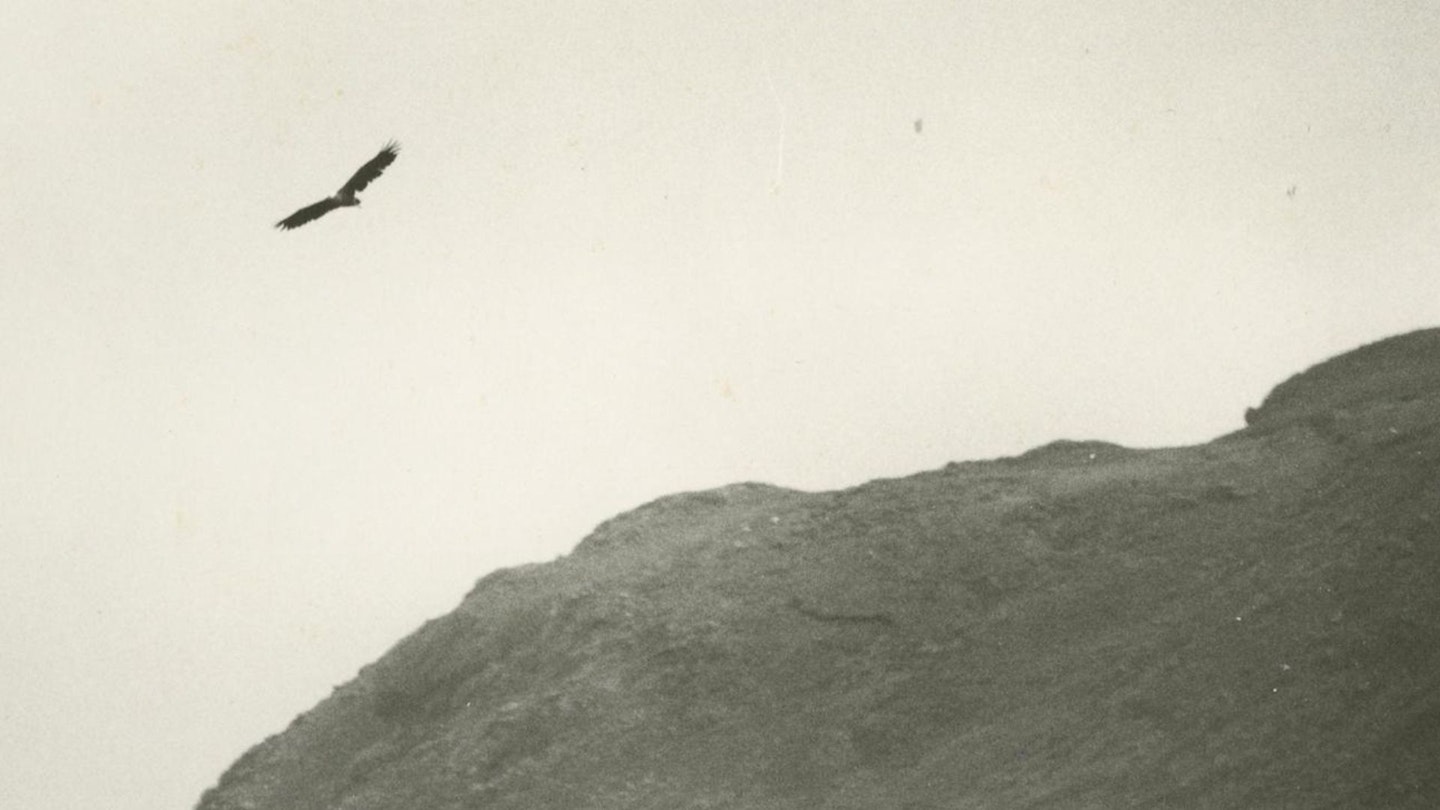 White tailed sea eagle Haliaeetus albicilla, adult male in flight, Isle of Mull, Scotland, 1985