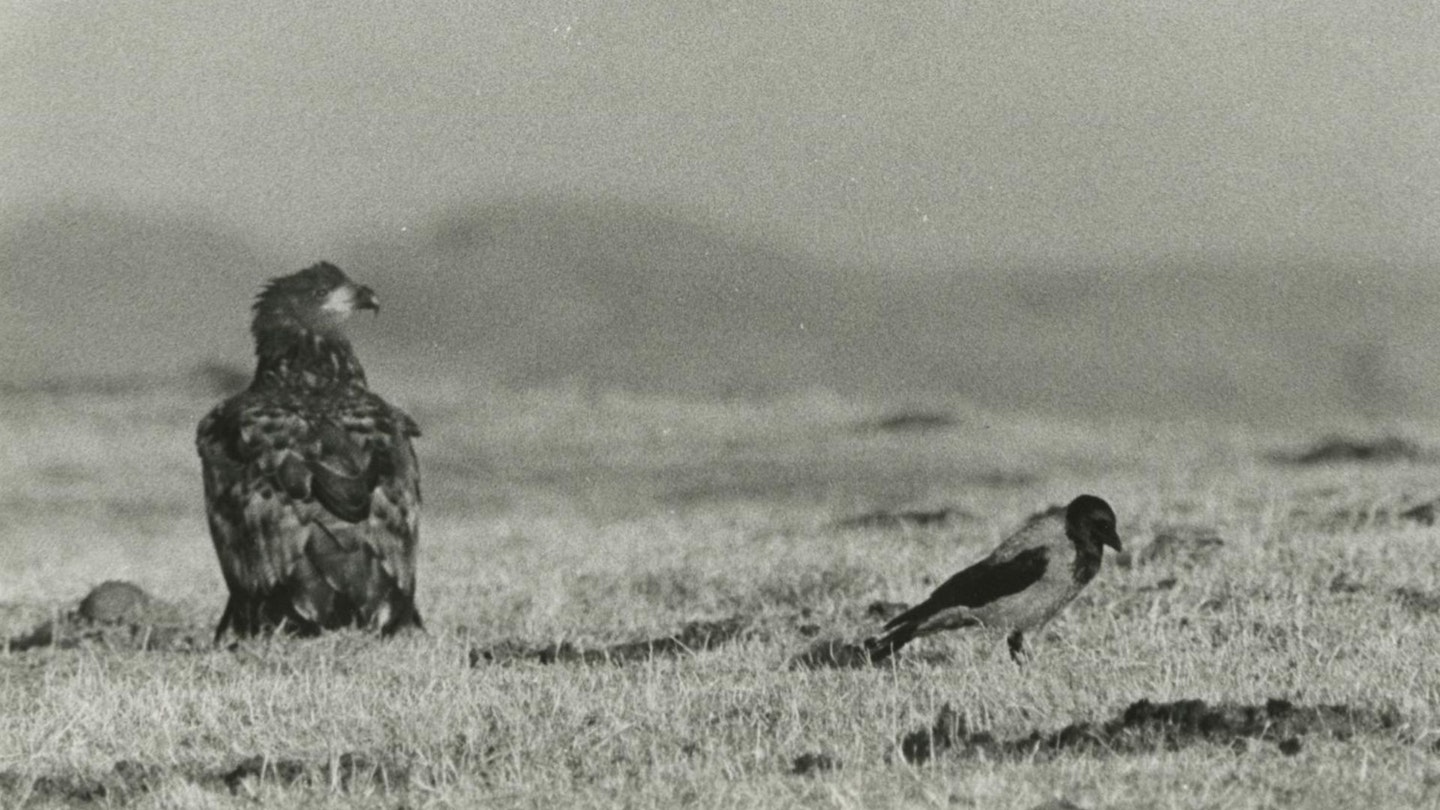 White tailed sea eagle Haliaeetus albicilla, juvenile on the ground next to a hooded crow, Isle of Mull, Scotland, 1985