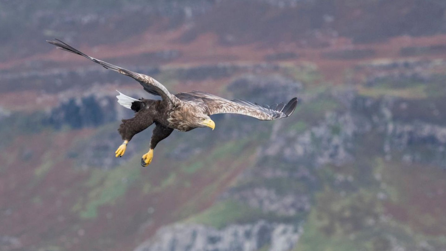 White tailed sea eagle Haliaeetus albicilla, adult in flight preparing to catch a fish, Isle of Mull, Scotland, September