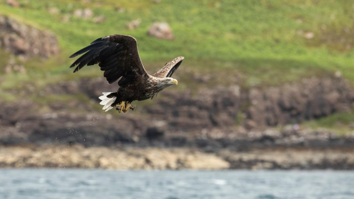 White tailed sea eagle adult in flight over loch, Isle of Mull