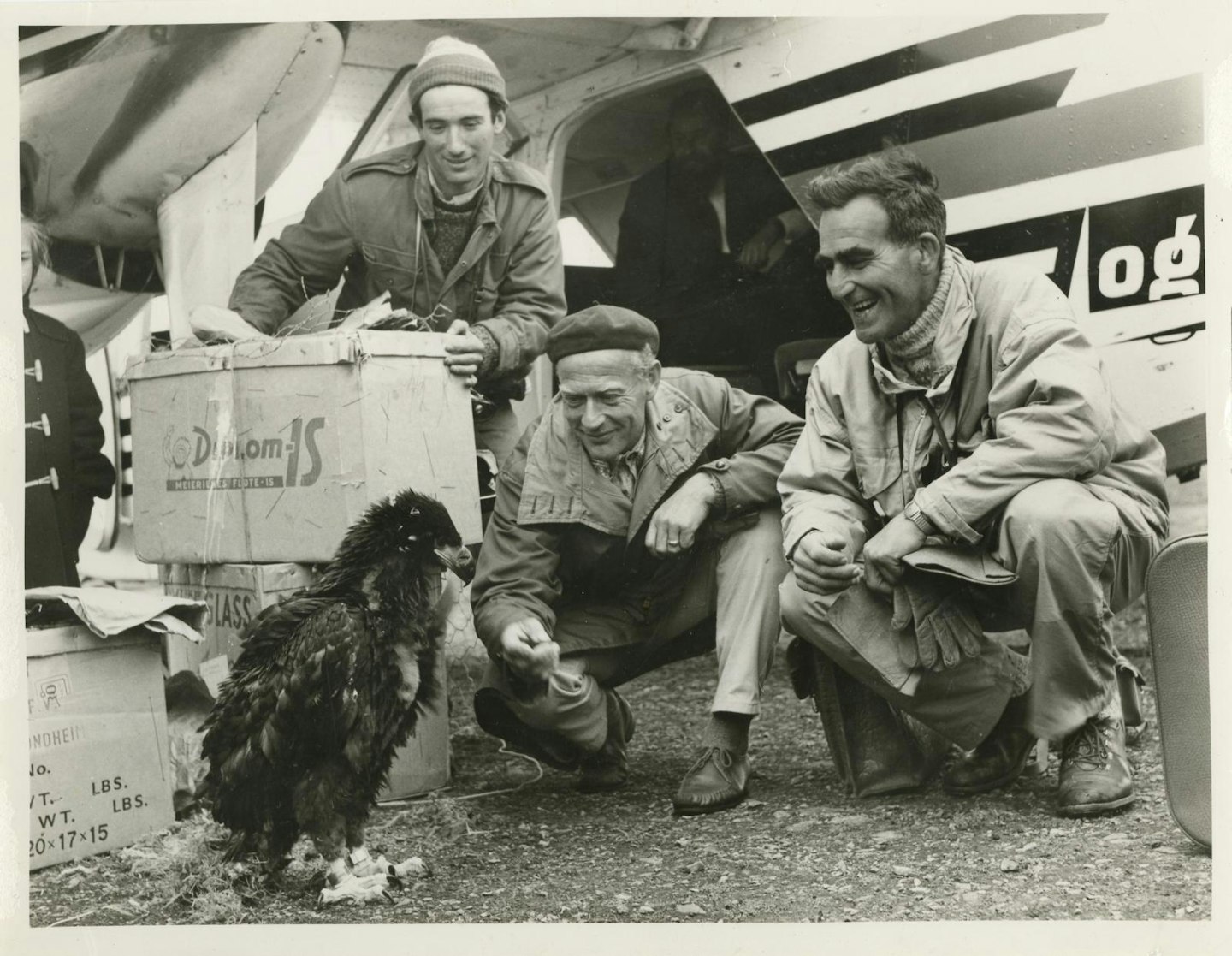 White tailed sea eagle Haliaeetus albicilla, Roy Dennis and George Waterston with a recently arrived juvenile to be released as part of a reintroduction attempt, Fair Isle, Scotland, 1968