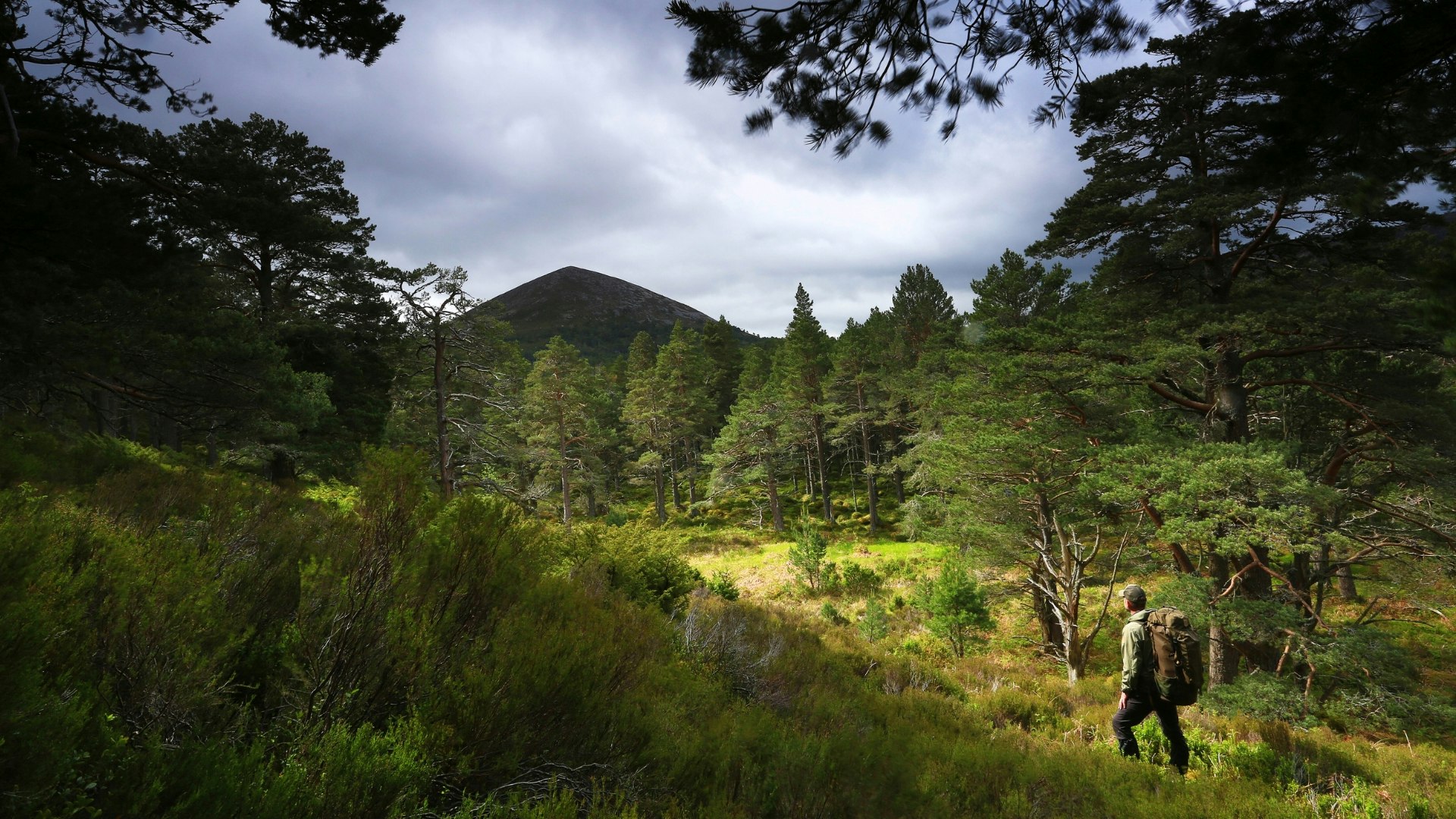 Scots pine: Searching for green jewels in Britain’s largest national park