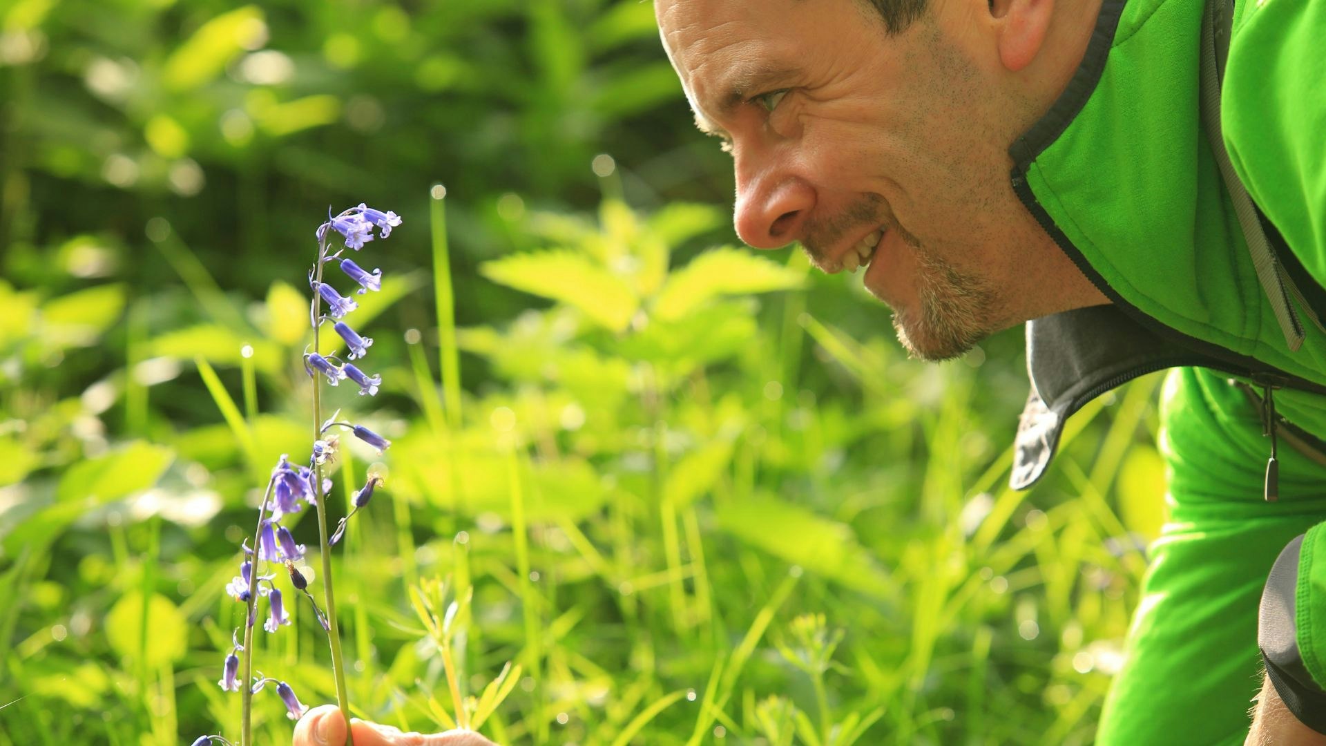 Bluebells