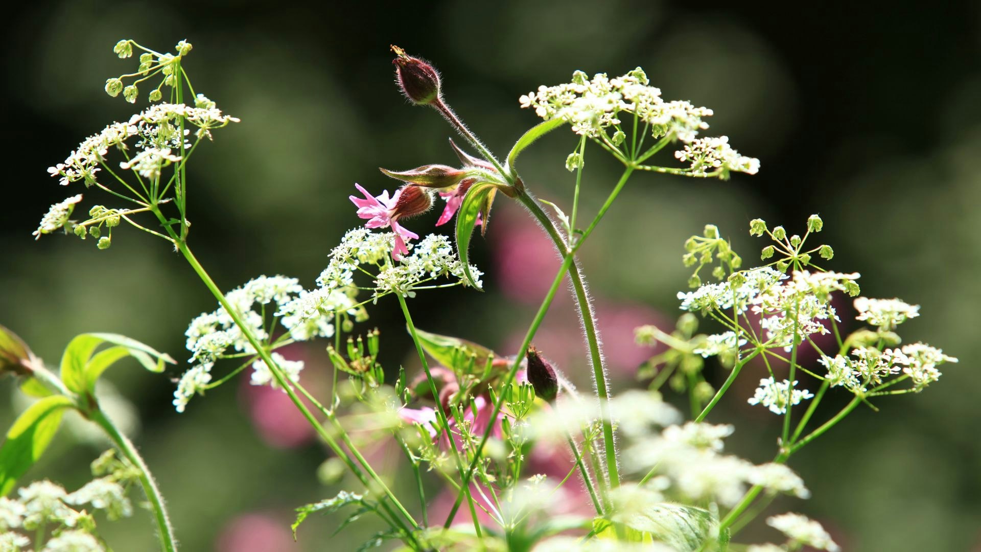 Cow parsley