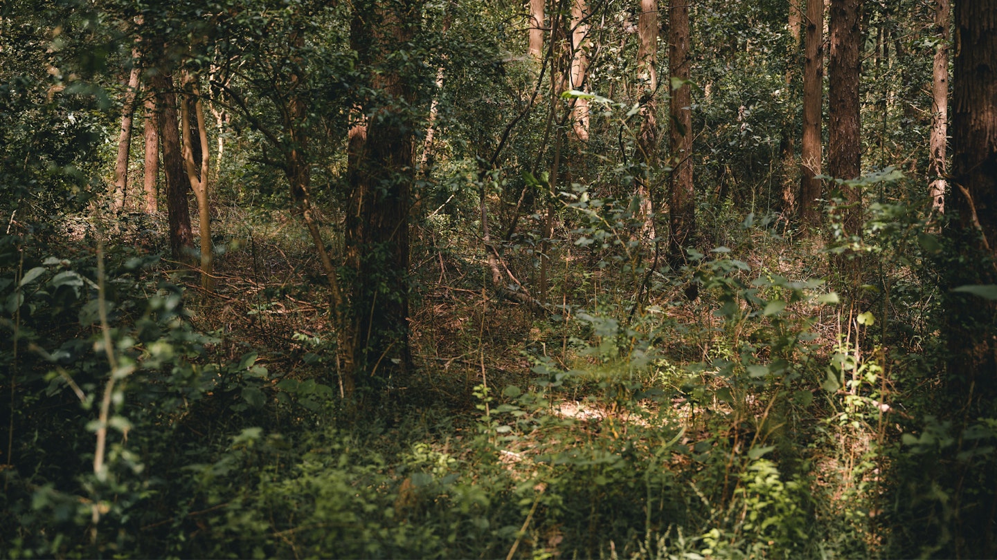 Forest of Dean photo by Dong Xie Unsplash