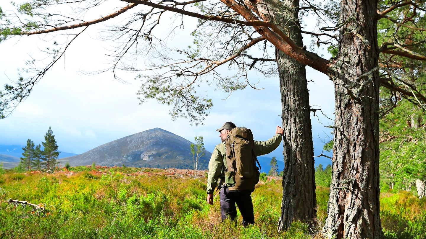 Pines Carn Eilrig on the Larig Ghru Path Rothiemurchus Forest Cairngorm National Park Caledonian Pine Forest