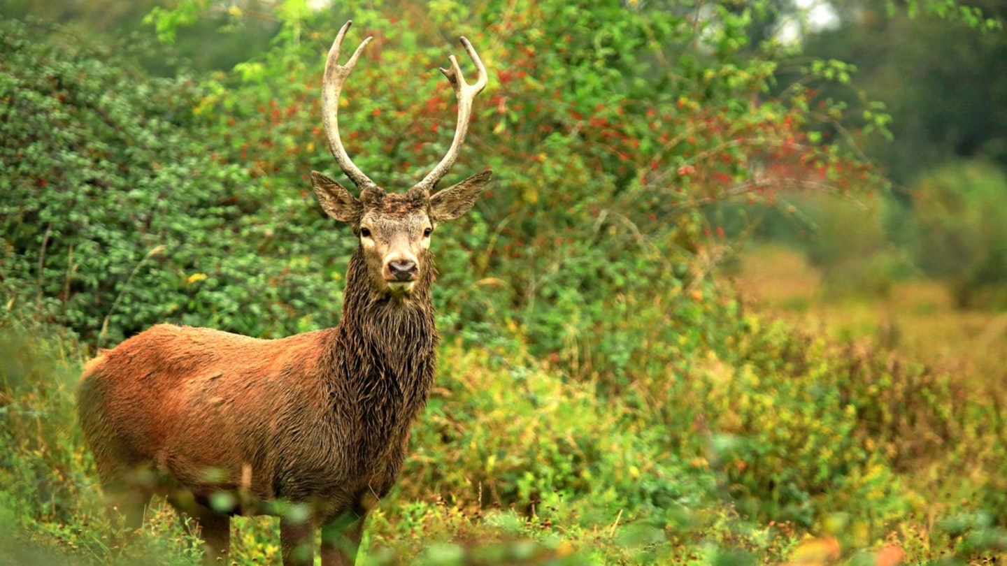 Red deer stag