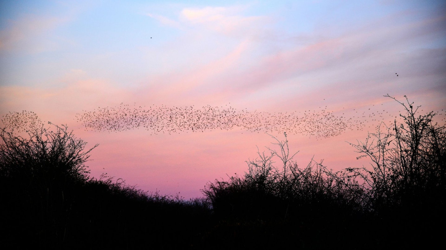 Starling Murmuration over reedbed