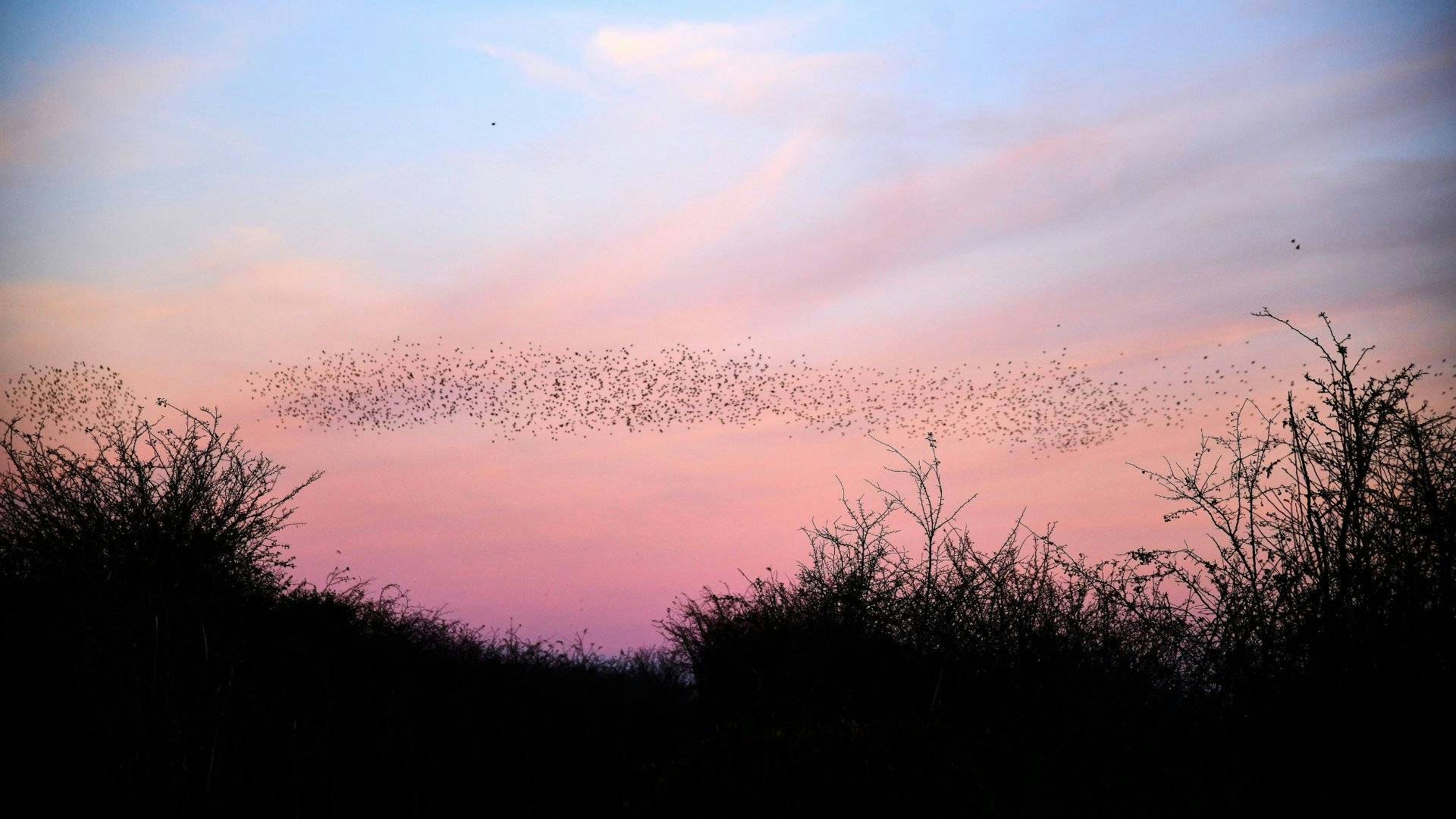 Starling Murmuration over reedbed