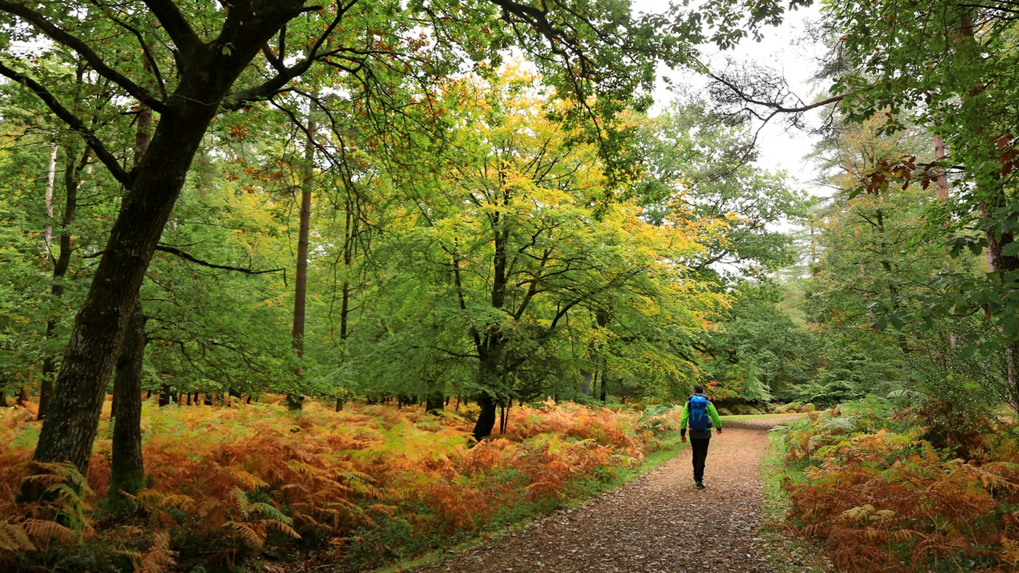 Tom Pooks Hill area The New Forest Hampshire Photo by Tom Bailey