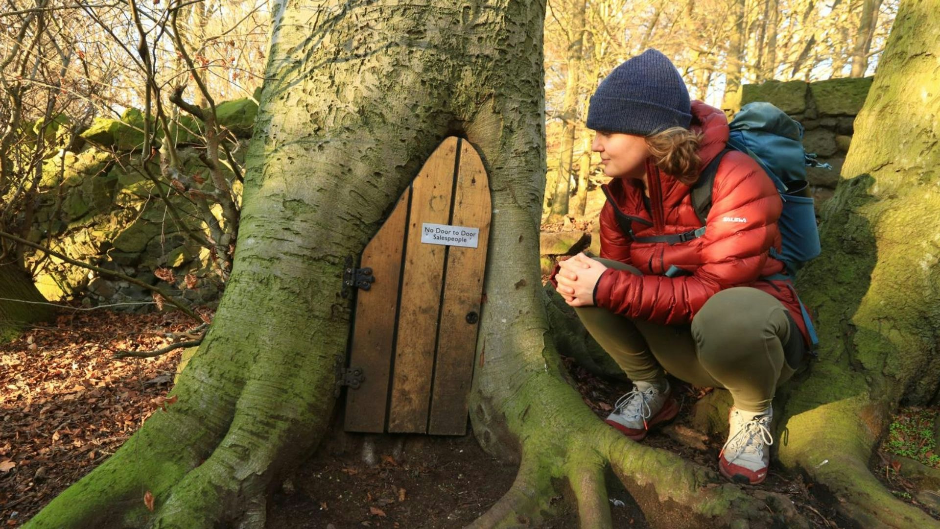 Woodland on Corstophine Hill Edinburgh