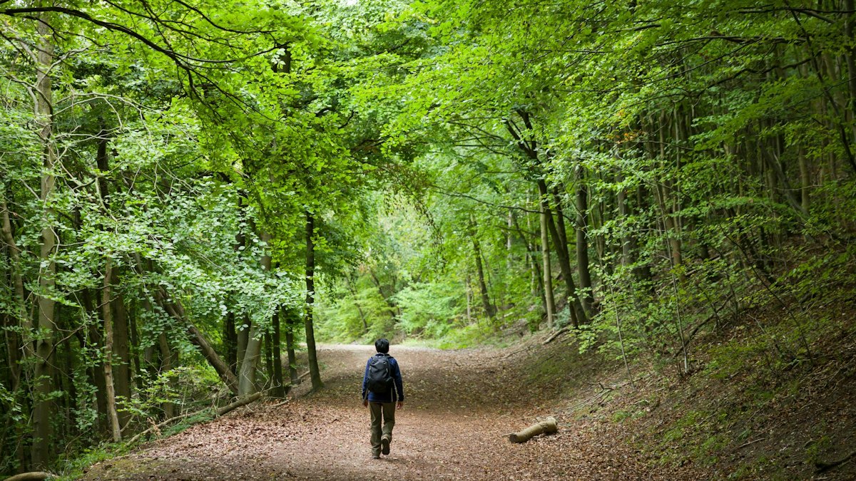Wooded Ridges Best walks near London: Chalk hills, wooded ridges and wide skies