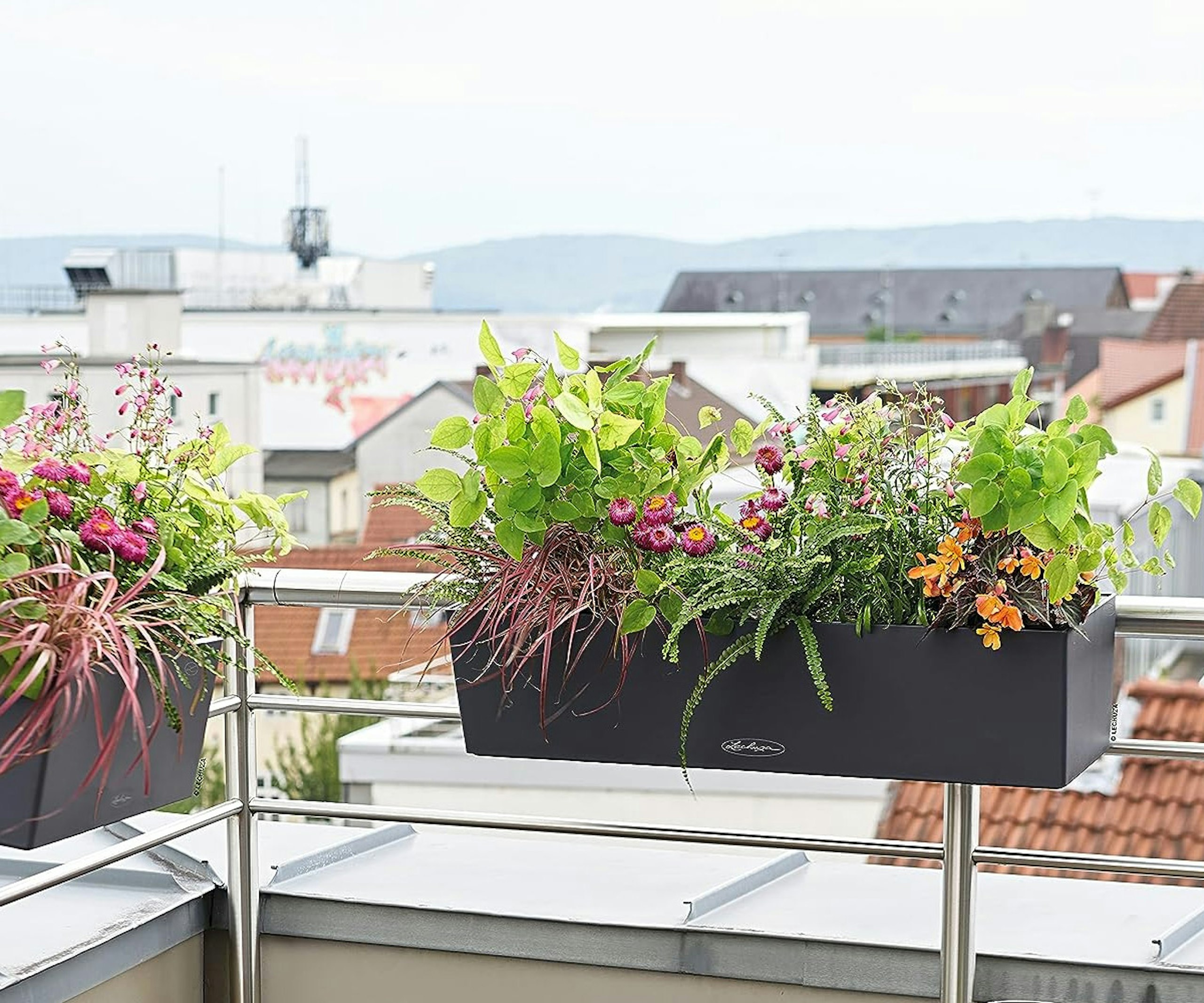 Lechuza BALCONERA