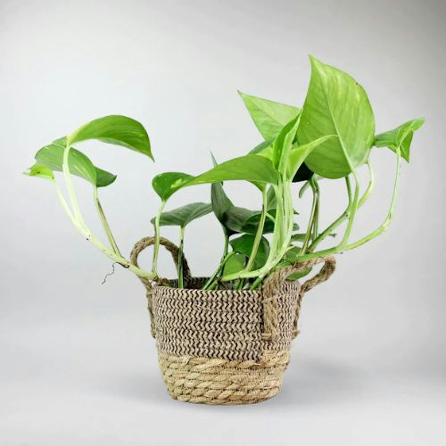 Golden Pothos