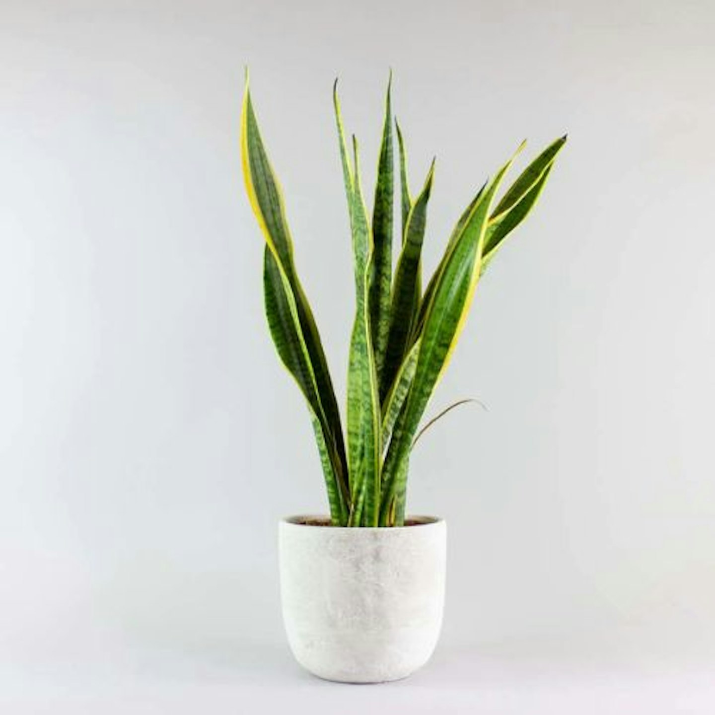 Snake Plant Laurentii & Jimmy Pot