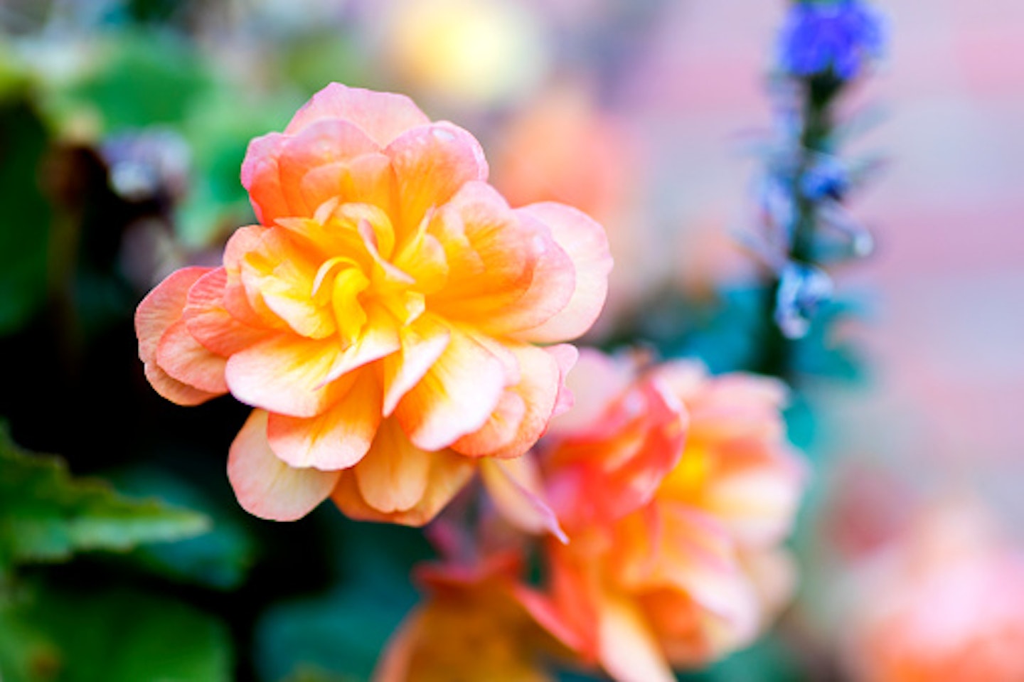 Bright flowers of tuberous begonias (Begonia tuberhybrida) close up in an English in garden