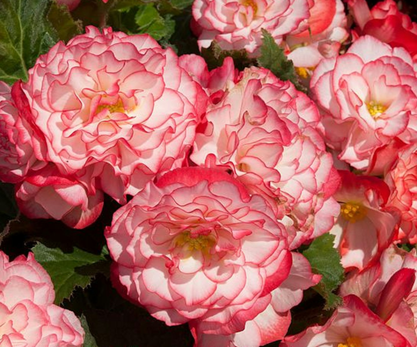 Begonia Non-Stop Rose Petticoat