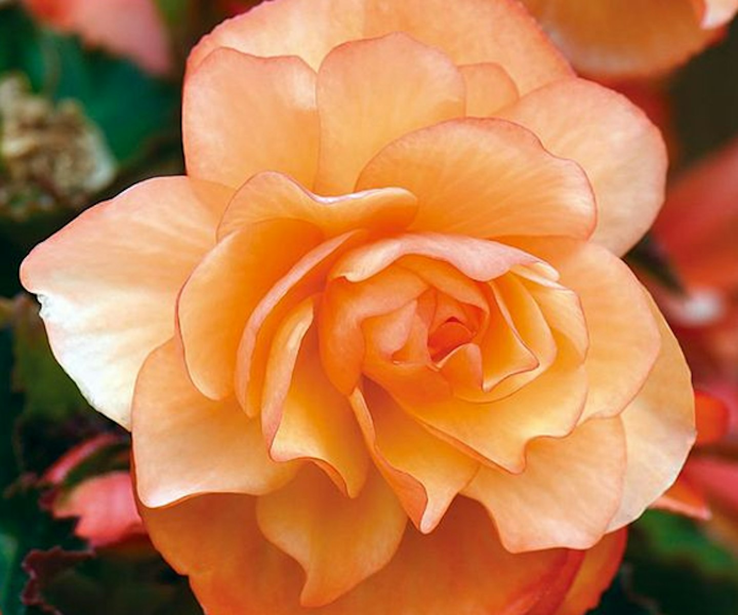 Begonia Plants Apricot Deligh