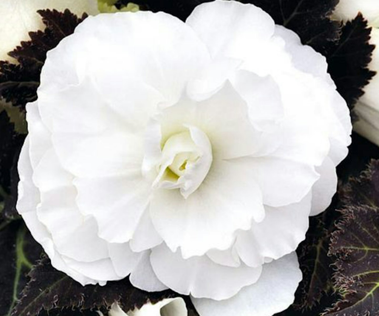 Begonia Plants white