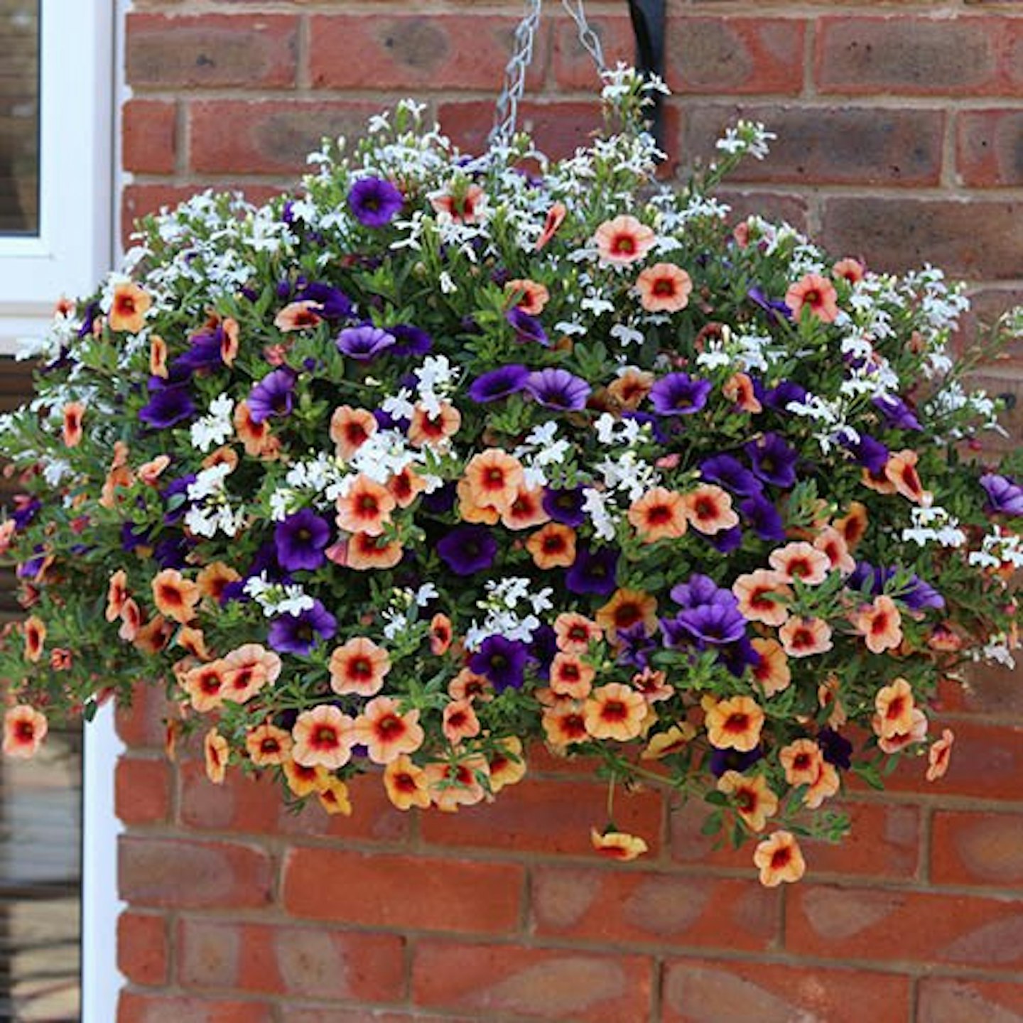 ‘Fruit Salad’ Pre-Planted Basket