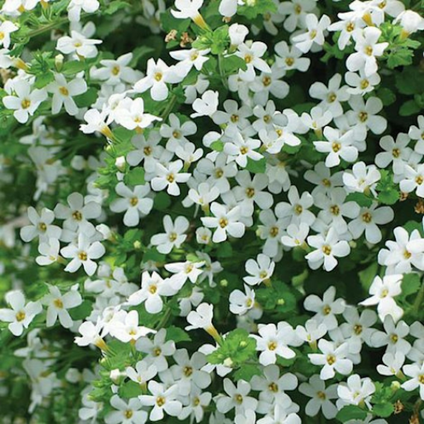 Bacopa ‘Snowtopia’