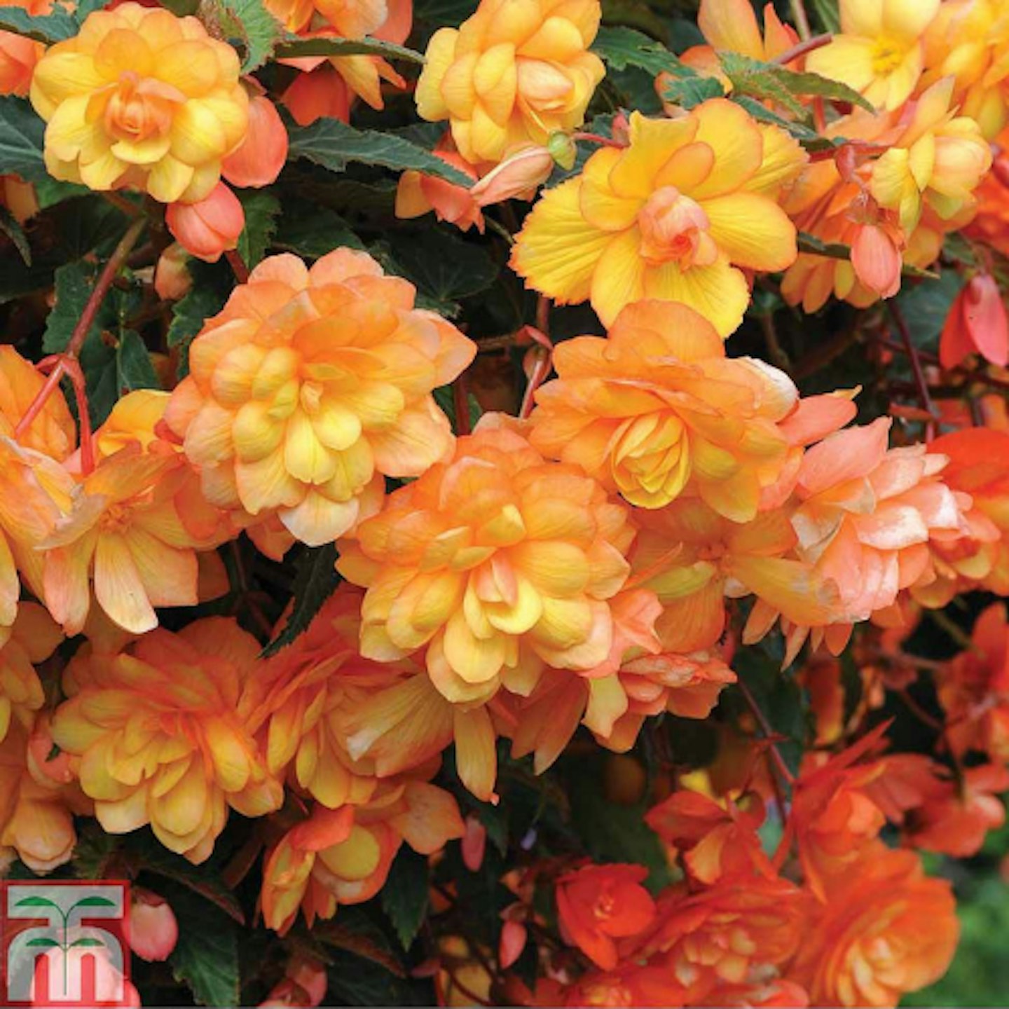 Begonias x Tuberhybrida ‘Apricot Shades Improved’