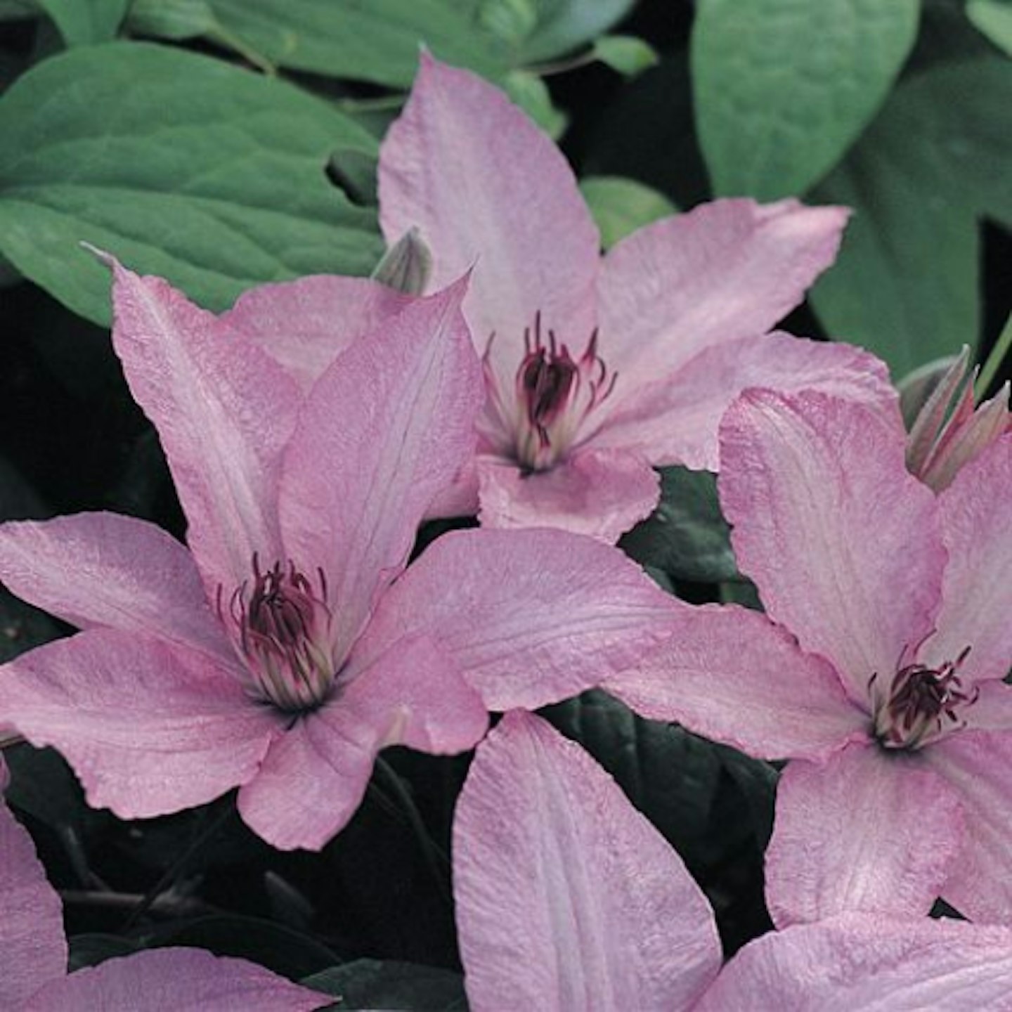 Clematis ‘Hagley Hybrid’