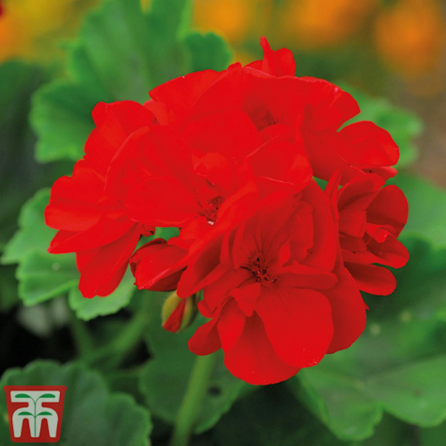 Pelargonium: Geranium ‘Classic Scarlet Red’