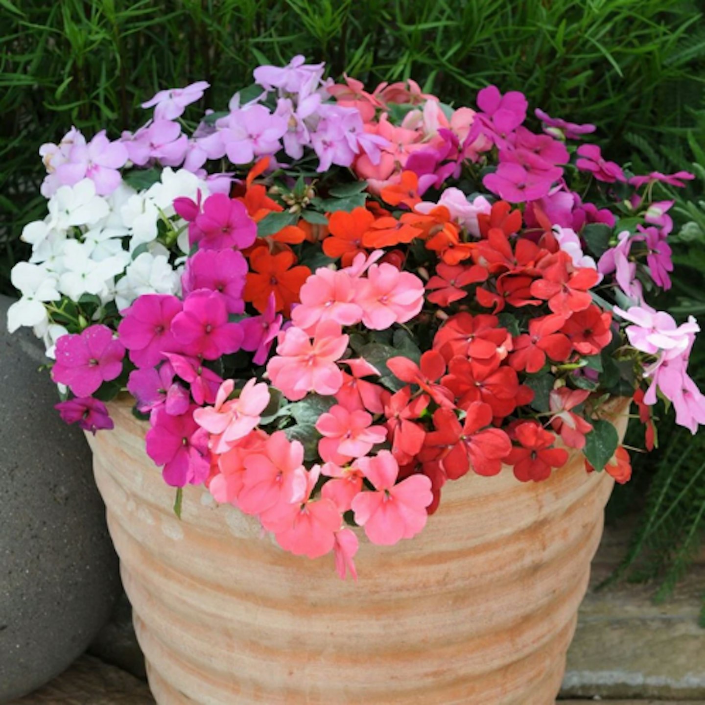 Busy Lizzie: Impatiens ‘Mixed’